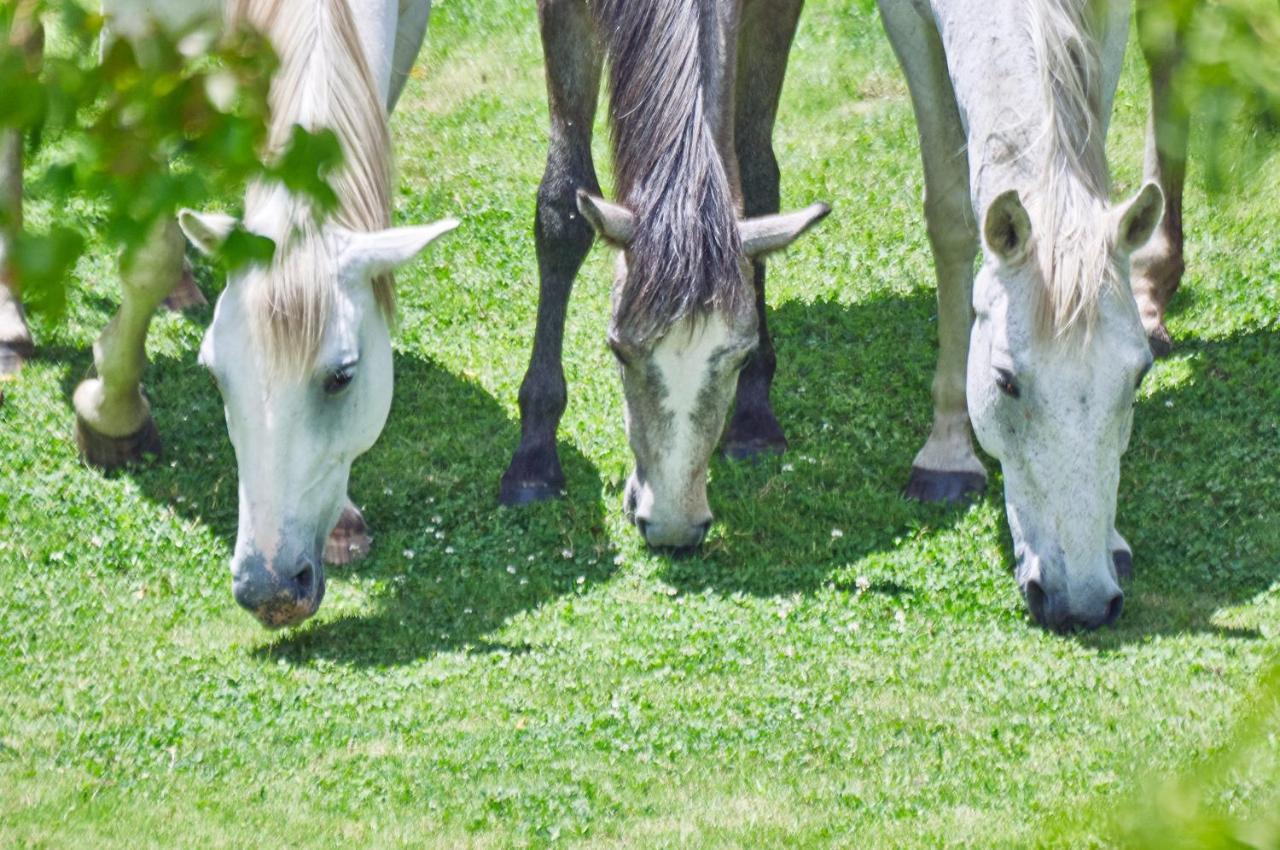 Гостевой дом Linwood Guest Farm Кларенс Экстерьер фото